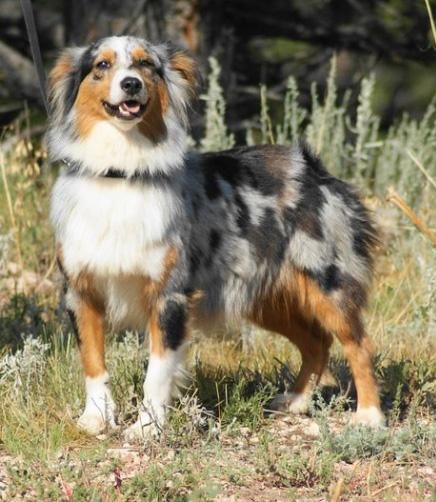 Miniature American Shepherd - The Breed Archive